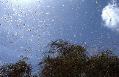 Almotamar Net - Field teams combating swarms of migratory locusts that descended upon 2,700 hectares of farmland in western Yemen say they have the situation under control.