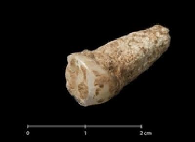 Almotamar Net - MADRID (AFP) - Spanish researchers on Friday said they had unearthed a human tooth more than one million years old, which they estimated to be the oldest human fossil remain ever discovered in western Europe. 
